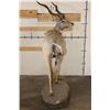 Image 15 : Life-sized LESSER KUDU on a light-weight Foam Base
