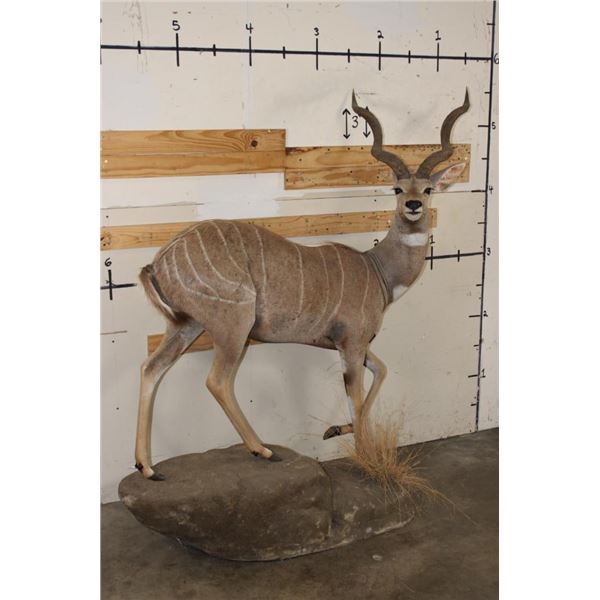 Life-sized LESSER KUDU on a light-weight Foam Base