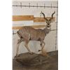 Image 1 : Life-sized LESSER KUDU on a light-weight Foam Base