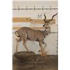 Image 2 : Life-sized LESSER KUDU on a light-weight Foam Base