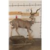 Image 3 : Life-sized LESSER KUDU on a light-weight Foam Base