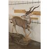 Image 4 : Life-sized LESSER KUDU on a light-weight Foam Base