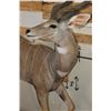 Image 5 : Life-sized LESSER KUDU on a light-weight Foam Base