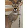 Image 6 : Life-sized LESSER KUDU on a light-weight Foam Base
