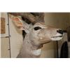 Image 7 : Life-sized LESSER KUDU on a light-weight Foam Base