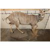 Image 8 : Life-sized LESSER KUDU on a light-weight Foam Base