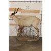 Image 11 : *Rarely Seen* Life-sized SITATUNGA on a light-weight Foam Base