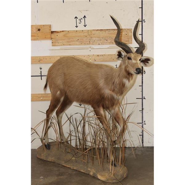 *Rarely Seen* Life-sized SITATUNGA on a light-weight Foam Base