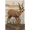 Image 1 : *Rarely Seen* Life-sized SITATUNGA on a light-weight Foam Base