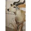 Image 6 : *Rarely Seen* Life-sized SITATUNGA on a light-weight Foam Base