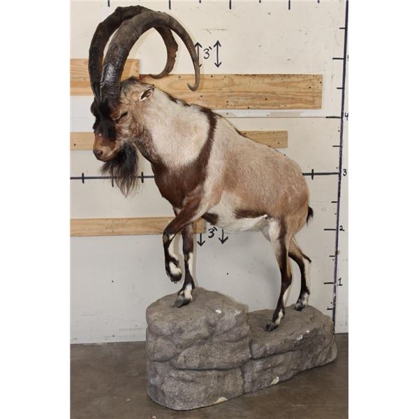 Life-sized IBEX on a light weight foam simulated Rock Base
