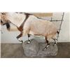 Image 9 : Life-sized IBEX on a light weight foam simulated Rock Base