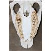Image 14 : *TEXAS RESIDENTS ONLY* BLACK RHINOCERAS Skull with a Removable Bottom Jaw