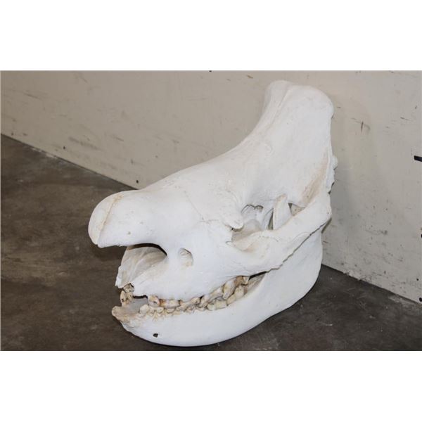 *TEXAS RESIDENTS ONLY* BLACK RHINOCERAS Skull with a Removable Bottom Jaw