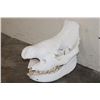 Image 1 : *TEXAS RESIDENTS ONLY* BLACK RHINOCERAS Skull with a Removable Bottom Jaw
