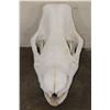 Image 4 : *TEXAS RESIDENTS ONLY* BLACK RHINOCERAS Skull with a Removable Bottom Jaw