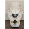 Image 5 : *TEXAS RESIDENTS ONLY* BLACK RHINOCERAS Skull with a Removable Bottom Jaw