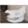 Image 6 : *TEXAS RESIDENTS ONLY* BLACK RHINOCERAS Skull with a Removable Bottom Jaw