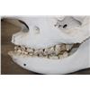 Image 7 : *TEXAS RESIDENTS ONLY* BLACK RHINOCERAS Skull with a Removable Bottom Jaw