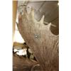 Image 12 : MOOSE Shoulder Mount with a Bullet Hole through its Right Antler!