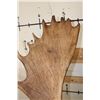 Image 14 : MOOSE Shoulder Mount with a Bullet Hole through its Right Antler!