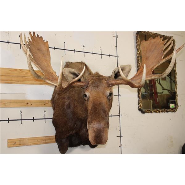 MOOSE Shoulder Mount with a Bullet Hole through its Right Antler!