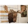 Image 1 : MOOSE Shoulder Mount with a Bullet Hole through its Right Antler!