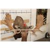Image 2 : MOOSE Shoulder Mount with a Bullet Hole through its Right Antler!