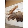 Image 4 : MOOSE Shoulder Mount with a Bullet Hole through its Right Antler!