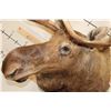Image 5 : MOOSE Shoulder Mount with a Bullet Hole through its Right Antler!