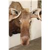 Image 6 : MOOSE Shoulder Mount with a Bullet Hole through its Right Antler!