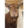 Image 7 : MOOSE Shoulder Mount with a Bullet Hole through its Right Antler!