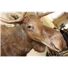Image 8 : MOOSE Shoulder Mount with a Bullet Hole through its Right Antler!