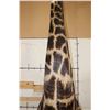 Image 10 : XXL 11' Tall GIRAFFE Pedestal Mount on a Wood Base with Wheels