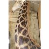 Image 12 : XXL 11' Tall GIRAFFE Pedestal Mount on a Wood Base with Wheels