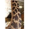 Image 14 : XXL 11' Tall GIRAFFE Pedestal Mount on a Wood Base with Wheels