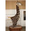 Image 15 : XXL 11' Tall GIRAFFE Pedestal Mount on a Wood Base with Wheels