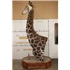 Image 16 : XXL 11' Tall GIRAFFE Pedestal Mount on a Wood Base with Wheels
