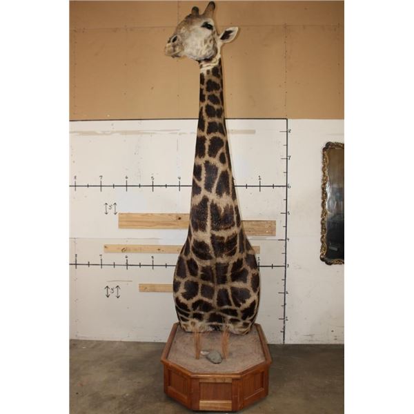XXL 11' Tall GIRAFFE Pedestal Mount on a Wood Base with Wheels