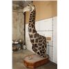 Image 3 : XXL 11' Tall GIRAFFE Pedestal Mount on a Wood Base with Wheels