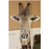 Image 7 : XXL 11' Tall GIRAFFE Pedestal Mount on a Wood Base with Wheels