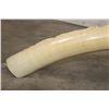 Image 14 : *TEXAS RESIDENTS ONLY* Hand-carved or Scrimshawed AFRICAN ELEPHANT IVORY Tusk with an Animal Scene