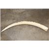 Image 17 : *TEXAS RESIDENTS ONLY* Hand-carved or Scrimshawed AFRICAN ELEPHANT IVORY Tusk with an Animal Scene