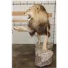 Image 13 : *TEXAS RESIDENTS ONLY* Life-sized AFRICAN LION with an XXL Mane on a Base with Wheels