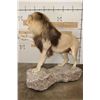Image 14 : *TEXAS RESIDENTS ONLY* Life-sized AFRICAN LION with an XXL Mane on a Base with Wheels