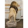 Image 18 : *TEXAS RESIDENTS ONLY* Life-sized AFRICAN LION with an XXL Mane on a Base with Wheels