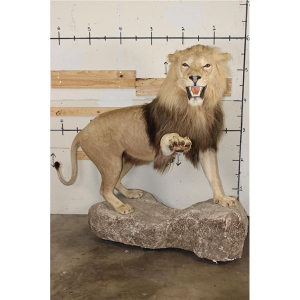 *TEXAS RESIDENTS ONLY* Life-sized AFRICAN LION with an XXL Mane on a Base with Wheels