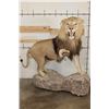 Image 1 : *TEXAS RESIDENTS ONLY* Life-sized AFRICAN LION with an XXL Mane on a Base with Wheels