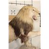 Image 3 : *TEXAS RESIDENTS ONLY* Life-sized AFRICAN LION with an XXL Mane on a Base with Wheels