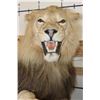 Image 5 : *TEXAS RESIDENTS ONLY* Life-sized AFRICAN LION with an XXL Mane on a Base with Wheels